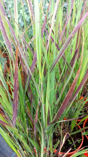 PROSO PROUTNATÉ - PANICUM VIRGATUM NOSFERATU