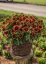 KOKARDA - GAILLARDIA "SPINTOP ORANGE HALO"