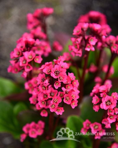 BERGENIE VINTAGE ROSE