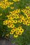 HELENIUM HYBR. WESERGOLD