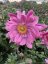 SASANKA - ANEMONE HYB. BRESSINGHAM GLOW