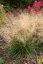 METLICE TRSNATÁ - DESCHAMPSIA CAESPITOSA TARDIFLORA