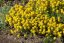 TAŘICE HORSKÁ - ALYSSUM MONTANUM GOLDEN SPRING