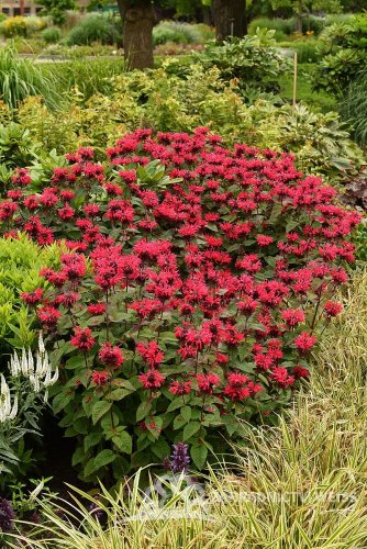MONARDA HYBRIDA BEE-HAPPY