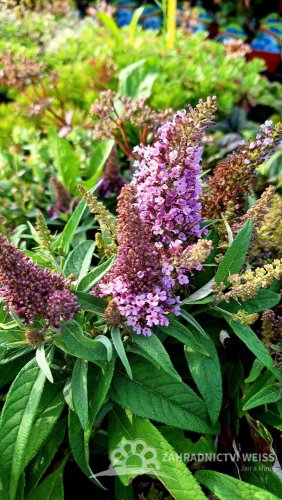MOTÝLÍ KEŘ - BUDDLEJA DAVIDII BUTTERFLY CANDY LITTLE LILA