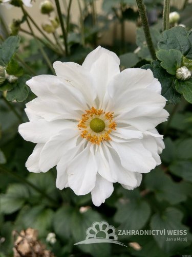 ANEMONE HYB. SUMMER WHIRLWIND