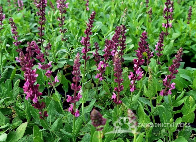 ŠALVĚJ HAJNÍ – SALVIA ROSE QUEEN