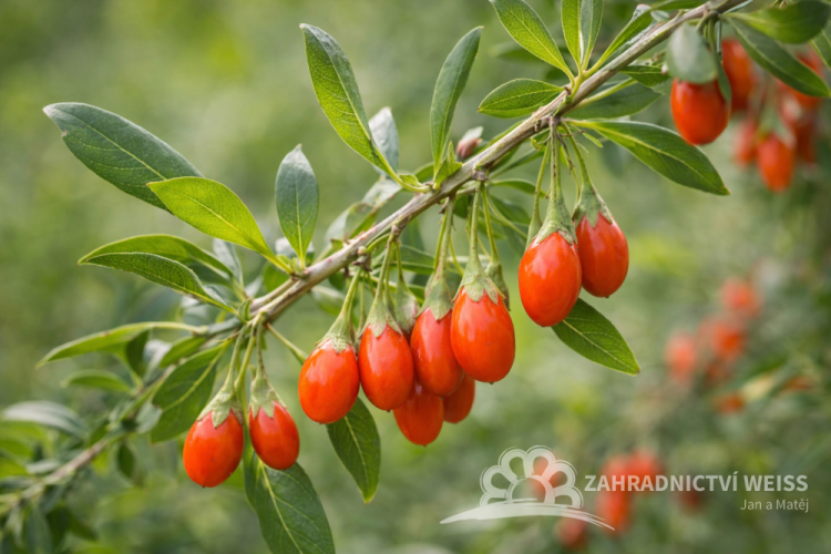 KUSTOVNICE ČÍNSKÁ - LYCIUM CHINENSE LITTLE GOJI