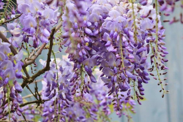 VISTÁRIE ČÍNSKÁ - WISTERIA SINENSIS
