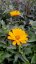 SLUNEČNICE- HELIOPSIS HELIANHOIDES ORIOLE SINGLE YELLOW
