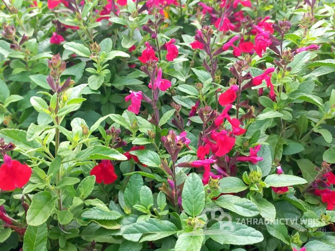 SALVIA GREGGII MIRAGE CHERRY