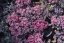 SEDUM CAUTICOLA RED CANYON