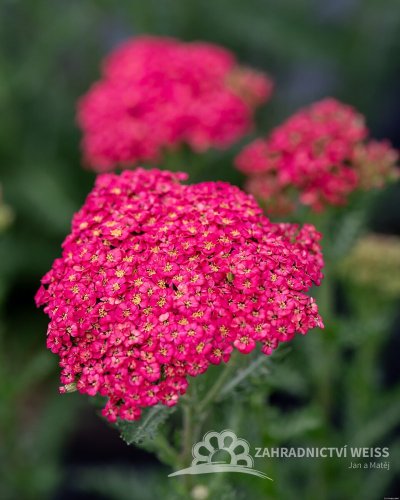 ACHILLEA MILLEFOLIUM SASSY SUMMER TAFFY