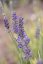 LEVANDULE - LAVANDULA ANGUSTIFOLIA " PLATINUM BLONE"
