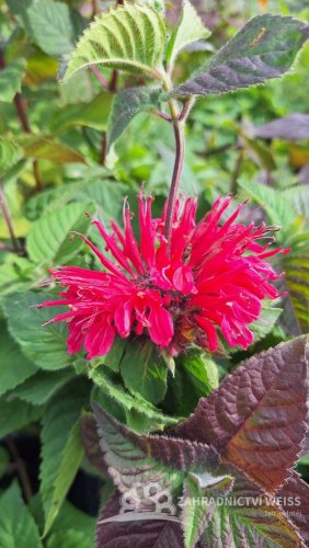 MONARDA HYBRIDA BEE-HAPPY