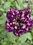PETUNIA HAPPYTOONIA STARRY NIGHT