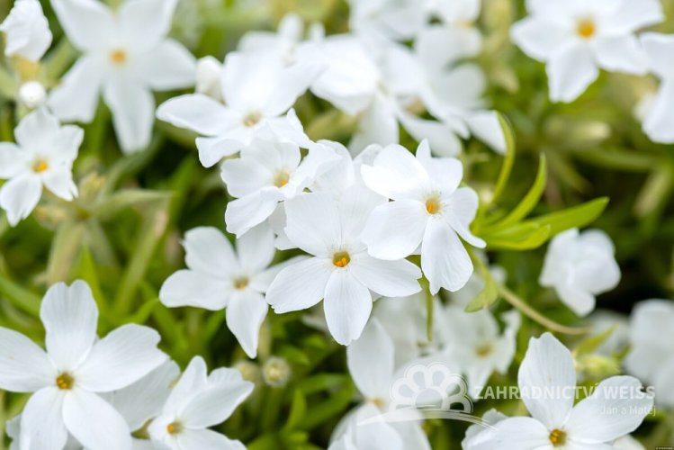 PHLOX SUBULATA WHITE DELIGHT