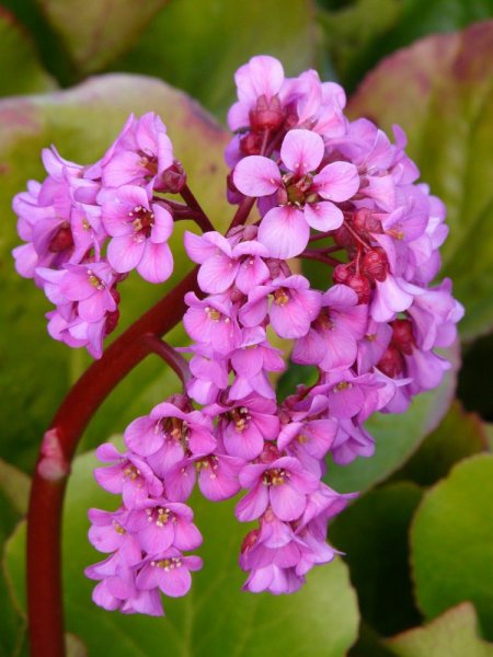 BERGÉNIE SRDČITÁ - BERGENIA CORDIFOLIA ROSE