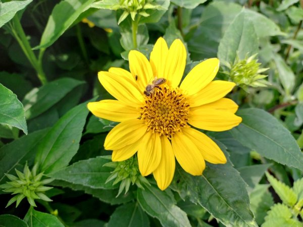 HELIANTHUS X HYB. SUNCATCHER PURE GOLD ®
