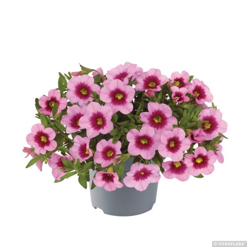 MILLION BELLS METRO EARLY LIGHT PINK EYE