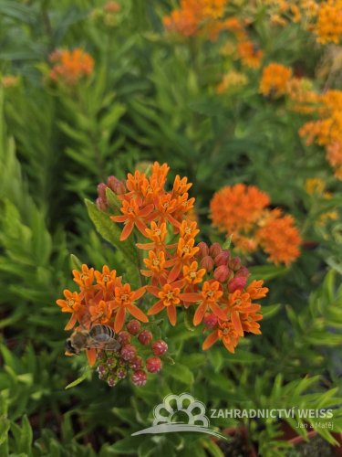 KLEJICHA - "ASCLEPIAS TUBEROSA"