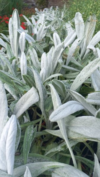 SENECIO - STARČEK "DONKEY´S EARS"