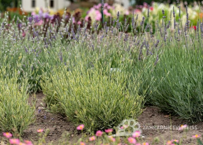 LEVANDULE - LAVANDULA ANGUSTIFOLIA " PLATINUM BLONE"