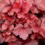 HEUCHERA GALAXY