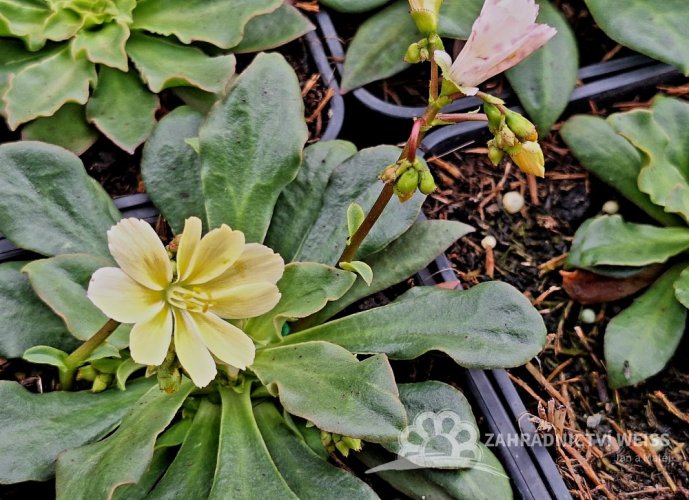 LEWISIA ELISE BRIGHT MIX