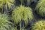 CAREX OSHIMENSIS EVERGOLD