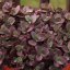 SEDUM SUNSPARKLER CHERRY TART®