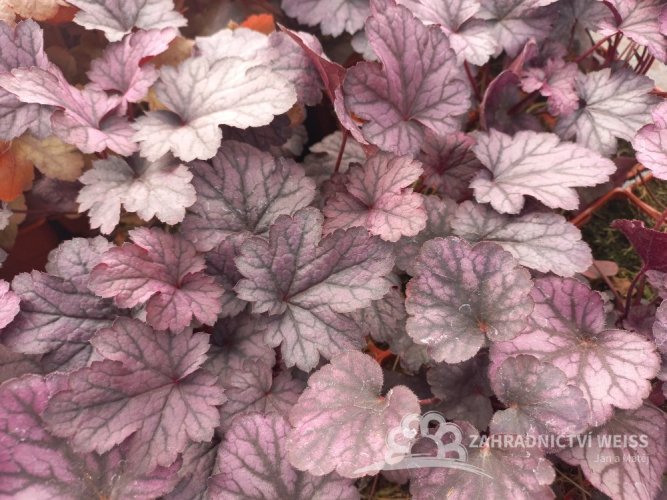 HEUCHERA x HYBRIDA SHANGHAI