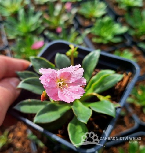 LEWISIA ELISE BRIGHT MIX