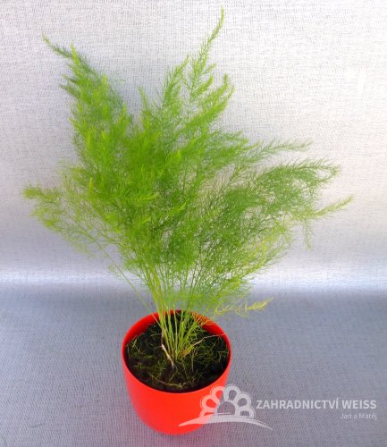 CHŘEST LÉKAŘSKÝ - ASPARAGUS OFFICINALIS