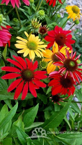 ECHINACEA HYBRIDA CHEYENNE SPIRIT