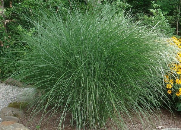 OZDOBNICE ČÍNSKÁ - MISCANTHUS SINENSIS GRACILLIMUS
