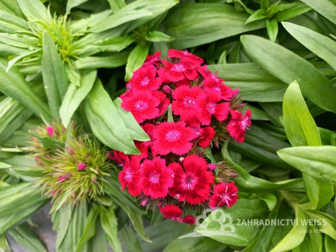 HVOZDÍK - DIANTHUS BARBARINI MIX