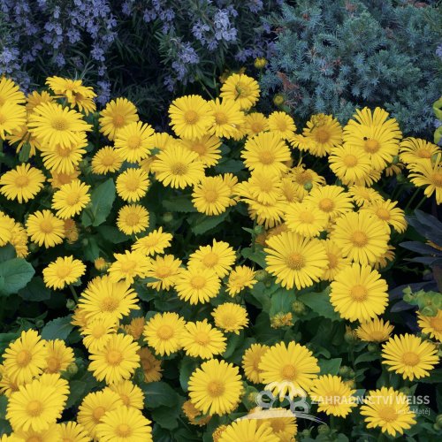 KAMZIČNÍK - DORONICUM LEONARDO COMPACT