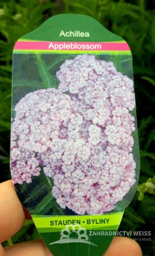 ACHILLEA MILLEFOLIUM "APPLE BLOSSOM"
