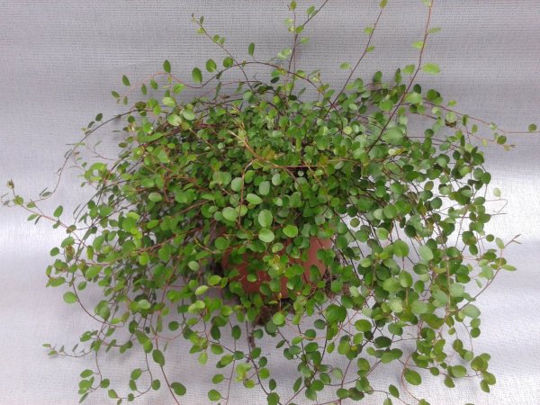 MUHLENBECKIA COMPLEXA