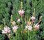 GAURA LINDHEIMERI - GRACEFUL WHITE