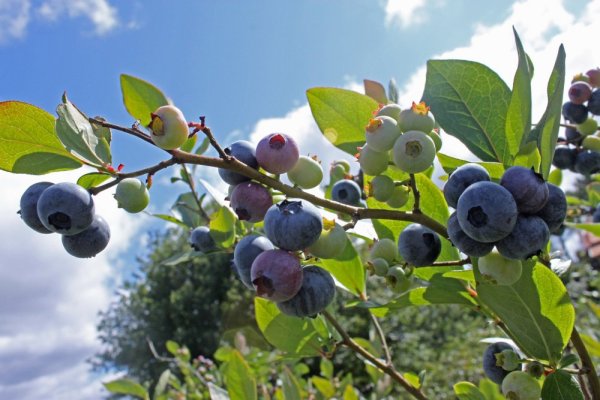 KANADSKÁ BORŮVKA - EARLIBLUE