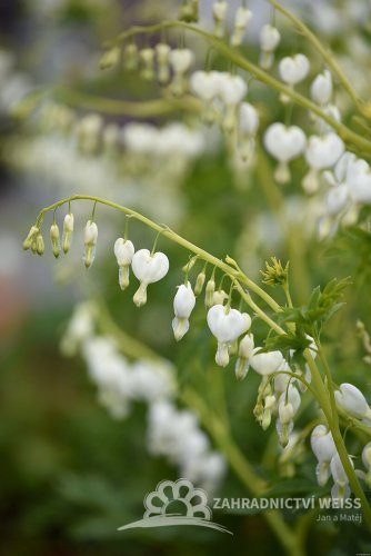 SRDCOVKA NÁDHERNÁ - DICENTRA SPECTABILIS ALBA