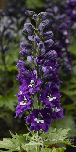 DELPHINIUM DARK BLUE