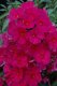 PHLOX "SWEET SUMMER RED"
