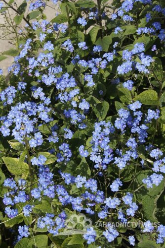 BRUNNERA MACROPHYLLA