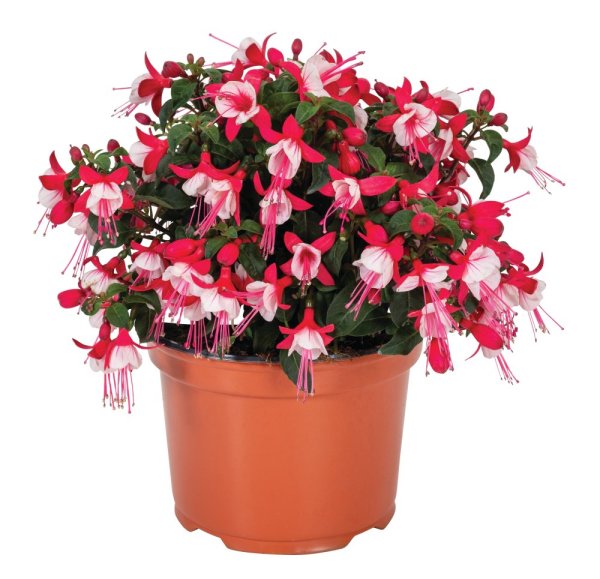 FUCHSIE - FUCHSIA BALLERINA RELEVE