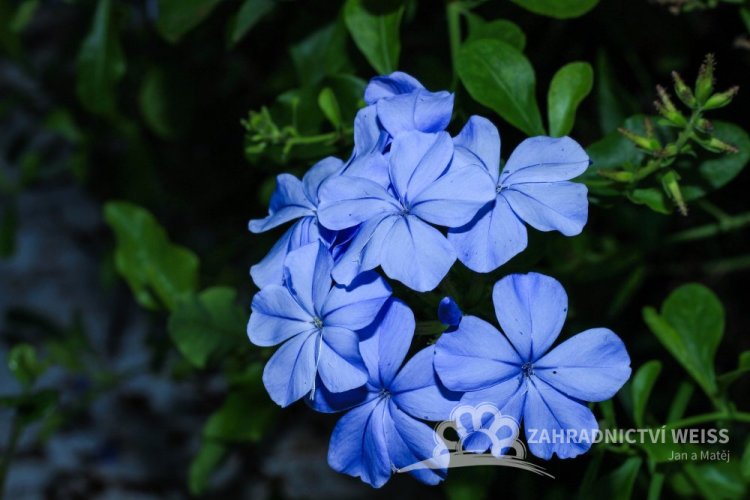 OLOVĚNEC MODRÝ - PLUMBAGO