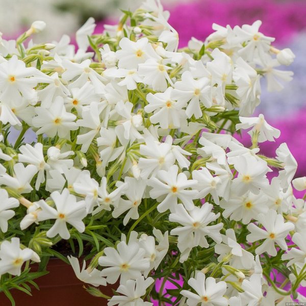 PHLOX SUBULATA SPRING WHITE