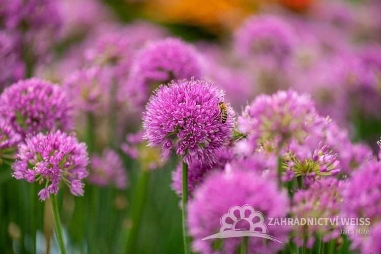 OKRASNÝ ČESNEK - ALLIUM HYBRIDA SERENDIPITY